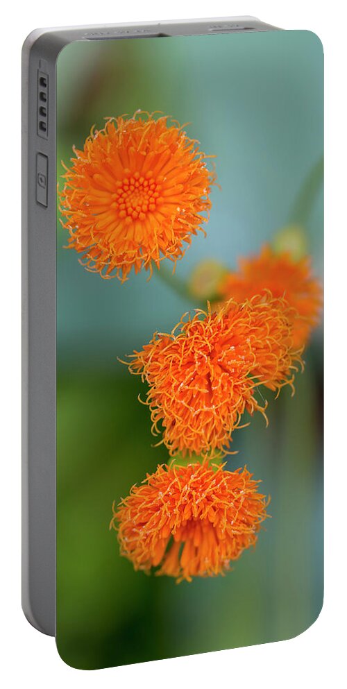 Flower Portable Battery Charger featuring the photograph Irish Poet by Dawn Cavalieri