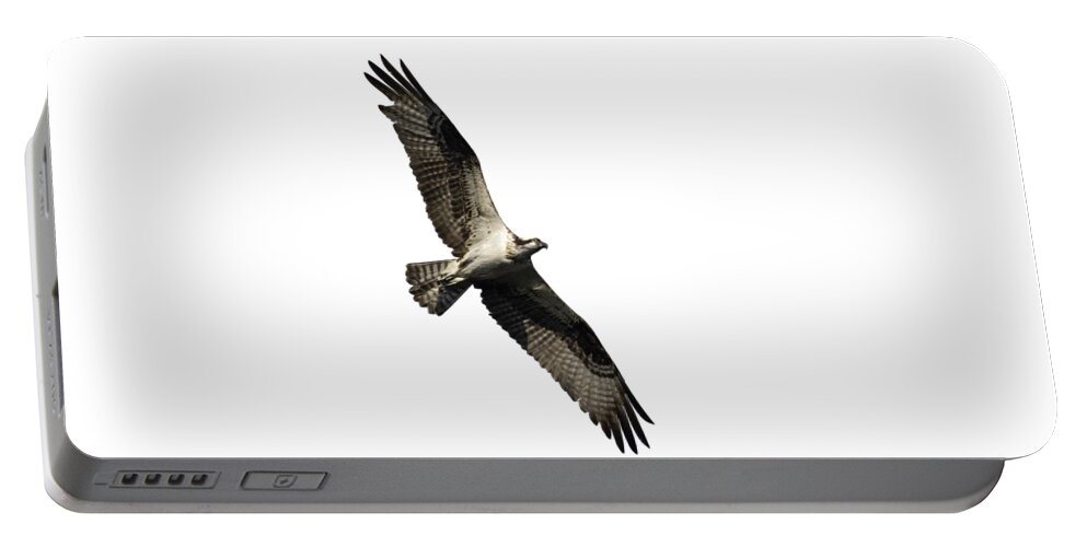 Osprey Portable Battery Charger featuring the photograph Isolated Osprey 2022-1 by Thomas Young