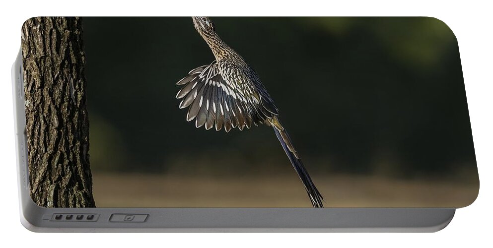 Greater Roadrunner Portable Battery Charger featuring the photograph Jumping to Feed by Puttaswamy Ravishankar