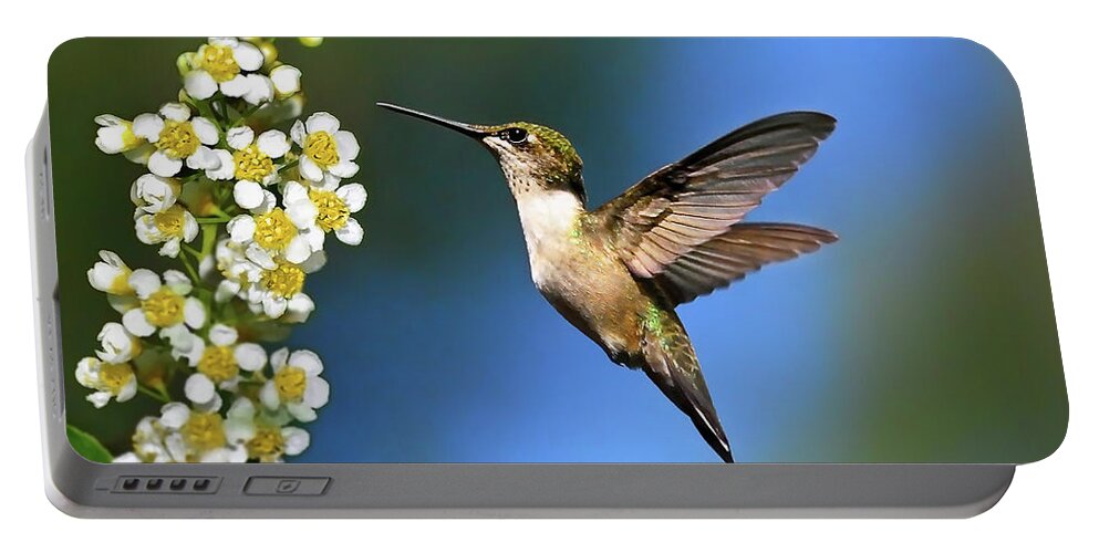 Hummingbird Portable Battery Charger featuring the photograph Just Looking by Christina Rollo