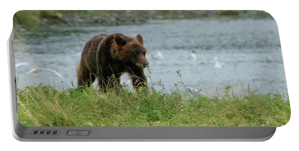 Alaska Portable Battery Charger featuring the photograph Juvenile Brown Bear on the Bank of Pack Creek, Alaska by Nancy Gleason