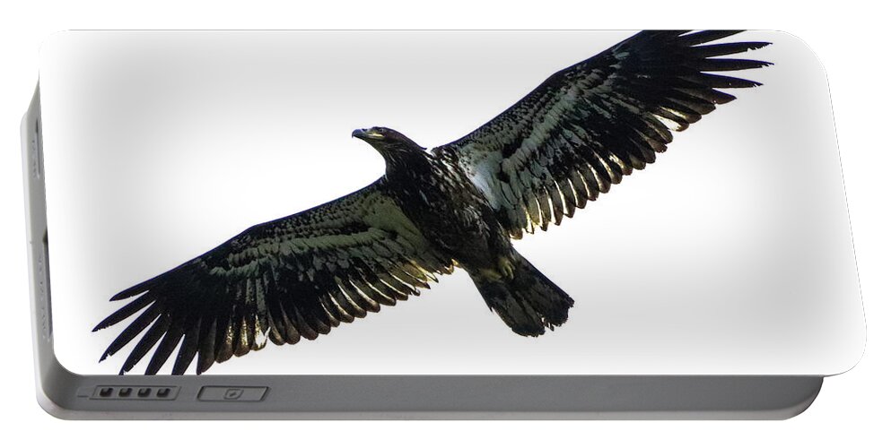 Photography Portable Battery Charger featuring the photograph Juvenile Eagle by Tahmina Watson