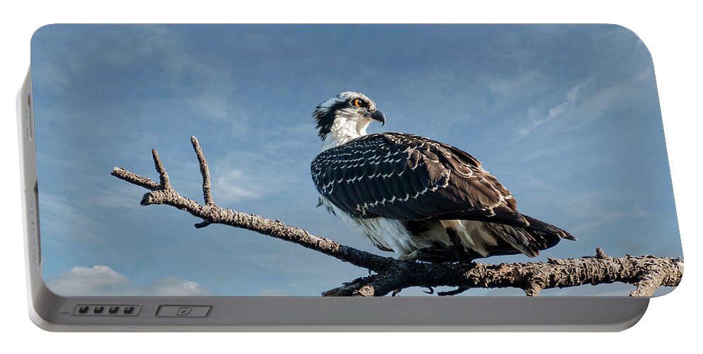 Animal Portable Battery Charger featuring the photograph Juvenile Osprey Perched in a Tree by Jeff Goulden