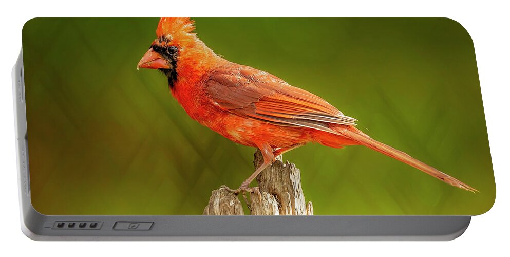 Bird Portable Battery Charger featuring the photograph Juvy Cardinal On Lime by Bill and Linda Tiepelman