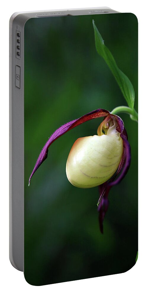  Portable Battery Charger featuring the photograph Kentucky Lady Slipper by William Rainey