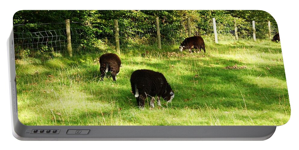 Sheep. Lambs. Grazing. Field. Nature. Landscape. Keswick. Cumbria. Flock. Trees. Grass. Farming. Sunlight. Shadows. England. Uk. Great Britain. Fence. Outdoors. Dewentwater. Lake District Portable Battery Charger featuring the photograph Keswick. Black Sheep Grazing by Lachlan Main