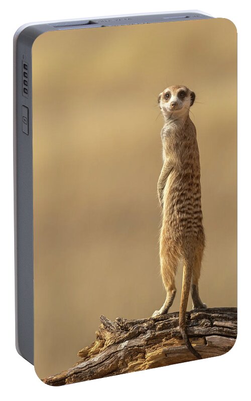 Meerkat Portable Battery Charger featuring the photograph Kgalagadi Gold by MaryJane Sesto