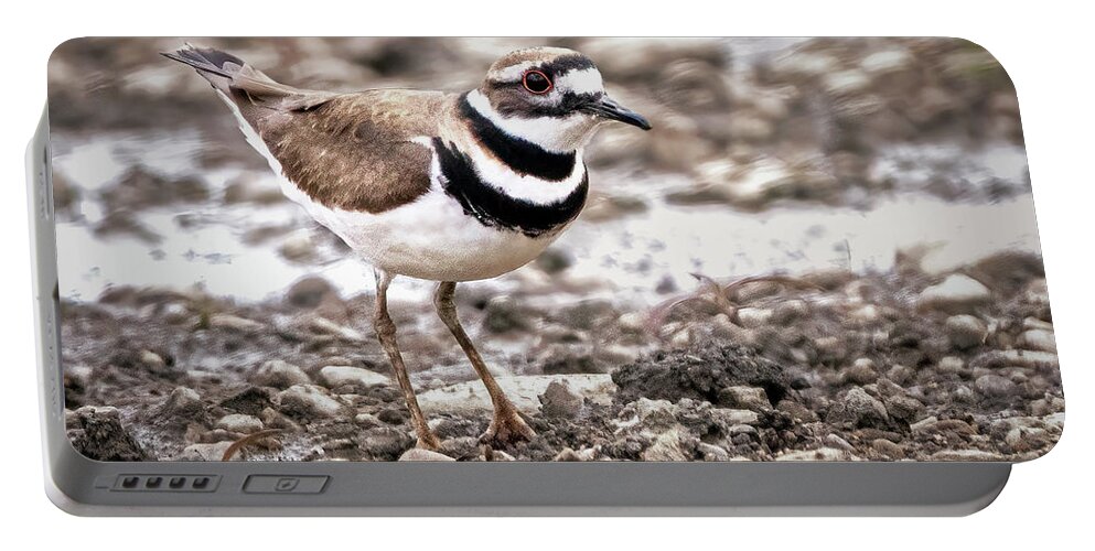 Bird Portable Battery Charger featuring the photograph Killdeer by Ira Marcus