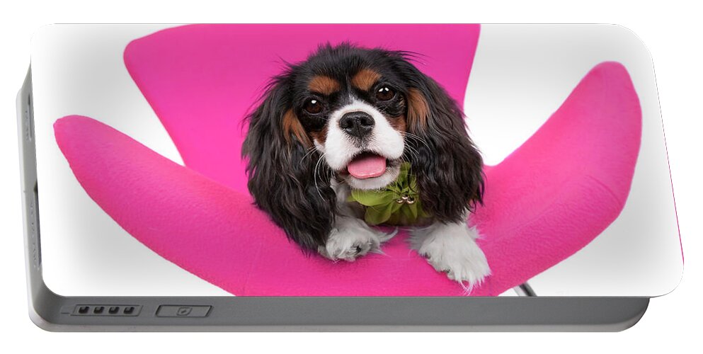 Dog Portable Battery Charger featuring the photograph King Charles Caviler Pink Chair Joy by Renee Spade Photography