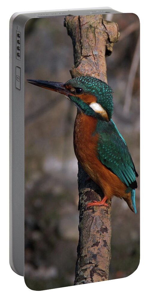 Nature Portable Battery Charger featuring the photograph Kingfisher perched by Stephen Melia