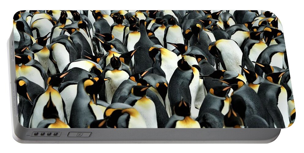 Penguins Portable Battery Charger featuring the photograph Kings of the Falklands by Darcy Dietrich
