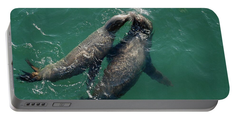 Seals Portable Battery Charger featuring the photograph Kissing Seals by Jennifer Kane Webb