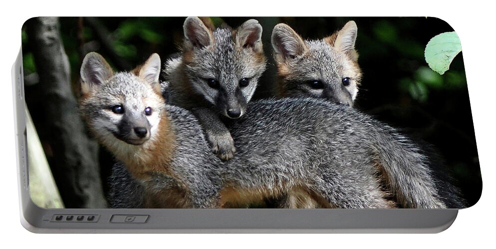 Kit Fox Portable Battery Charger featuring the photograph Kit Fox10 by Torie Tiffany