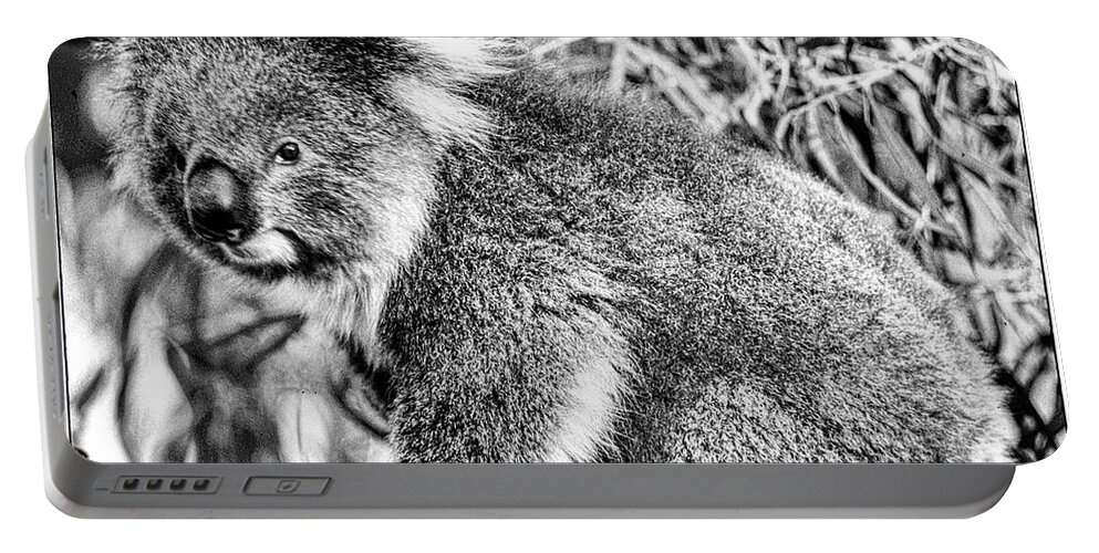 Australia Portable Battery Charger featuring the photograph Koala Bear by Frank Lee