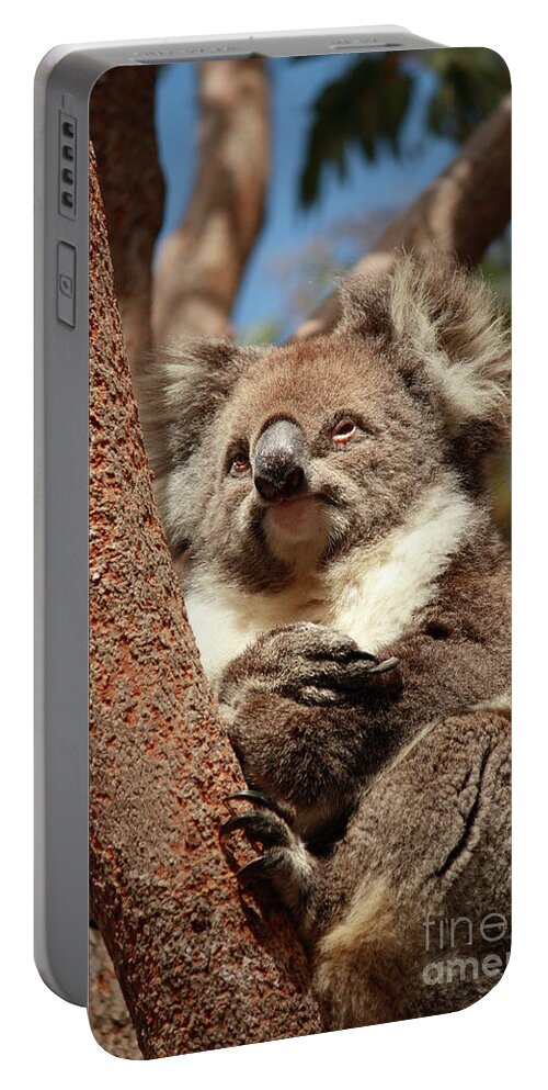 Animal Portable Battery Charger featuring the photograph Koala by Elaine Teague