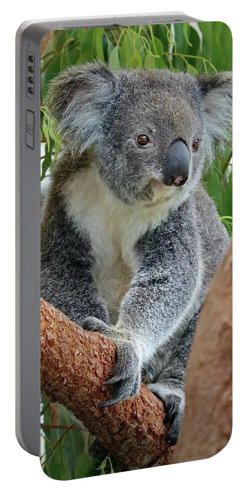Koala Portable Battery Charger featuring the photograph Koala by Sarah Lilja