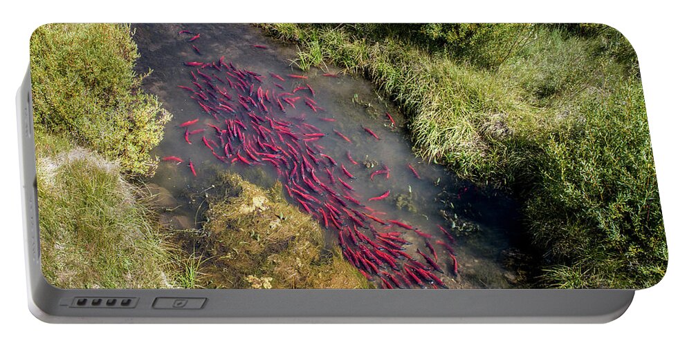 Salmon Portable Battery Charger featuring the photograph Kokanee Salmon Spawning in Utah by Wesley Aston