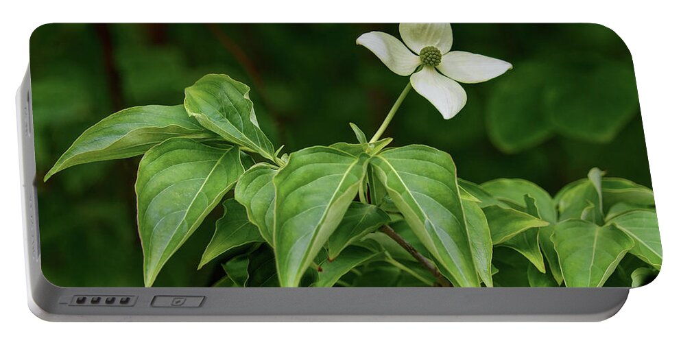 Flower Portable Battery Charger featuring the photograph Kousa Dogwood by Nikolyn McDonald