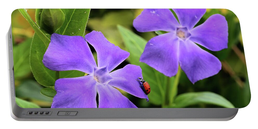 Lady Bug Portable Battery Charger featuring the photograph Lady Bug on Vinca by Bob Falcone