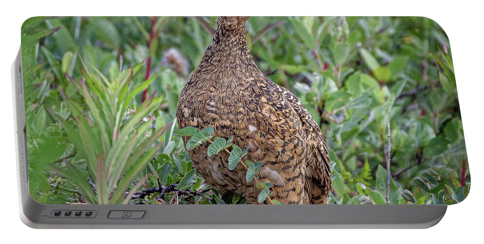 Ptarmigan Portable Battery Charger featuring the photograph Lady Ptarmigan by David Downs