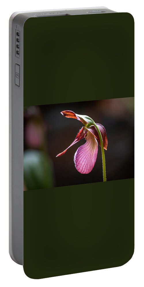 Flower Portable Battery Charger featuring the photograph Lady's Slipper in the Sunlight by Linda Bonaccorsi