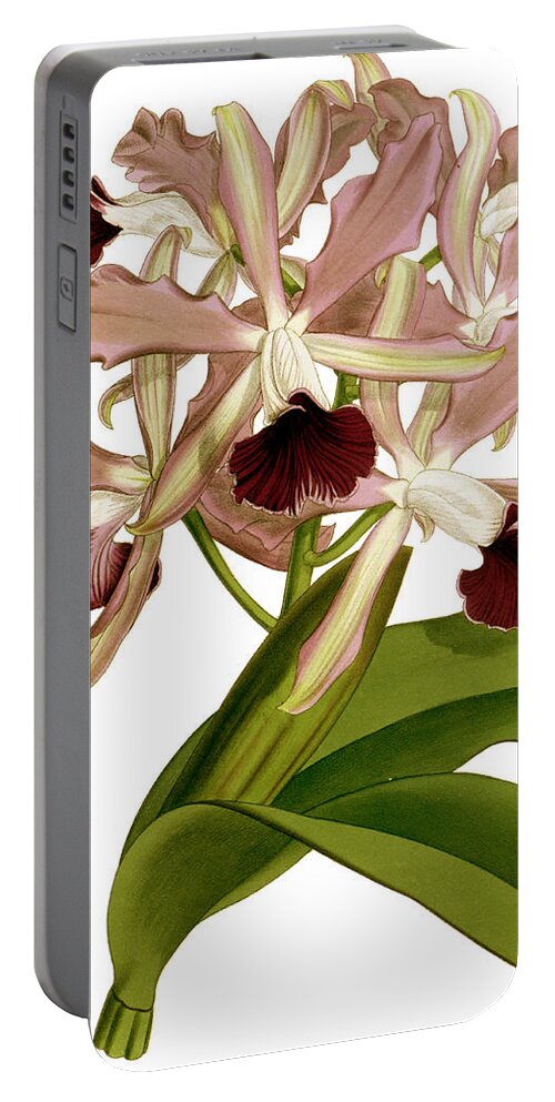 Laelia Portable Battery Charger featuring the mixed media Laelia Elegans Prasiata Orchid by World Art Collective