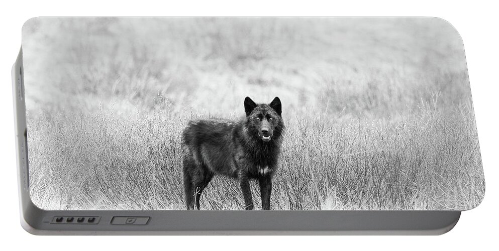 Gray Wolf Portable Battery Charger featuring the photograph Lamar Wolf Monochrome by Max Waugh