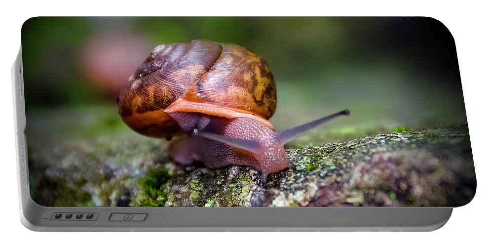 Land Snail Portable Battery Charger featuring the photograph Land Snail II_02 by Greg Reed