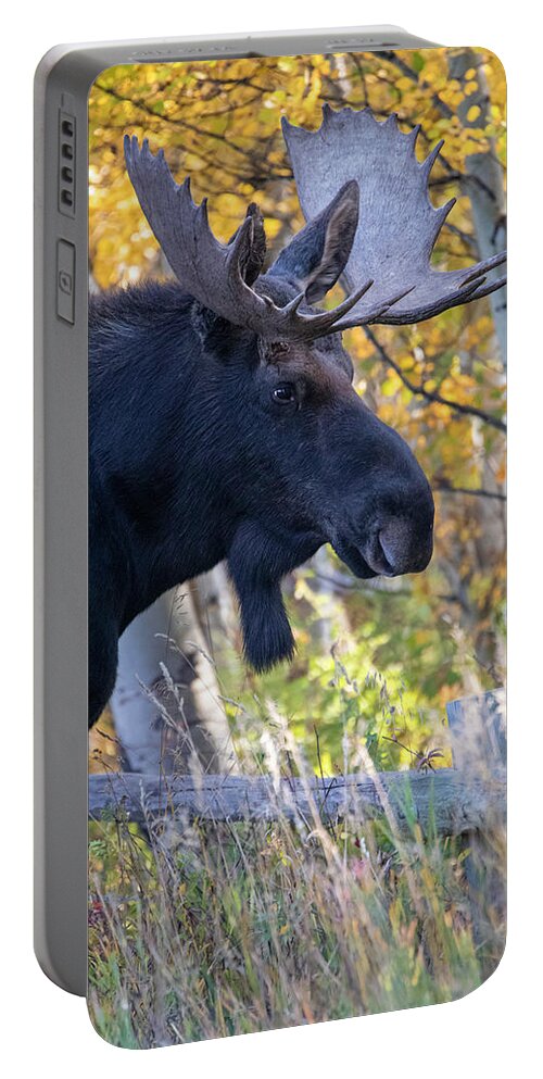 Bull Moose In Autumn Aspens Portable Battery Charger featuring the photograph Large Bull Moose In Autumn Foliage by Dan Sproul
