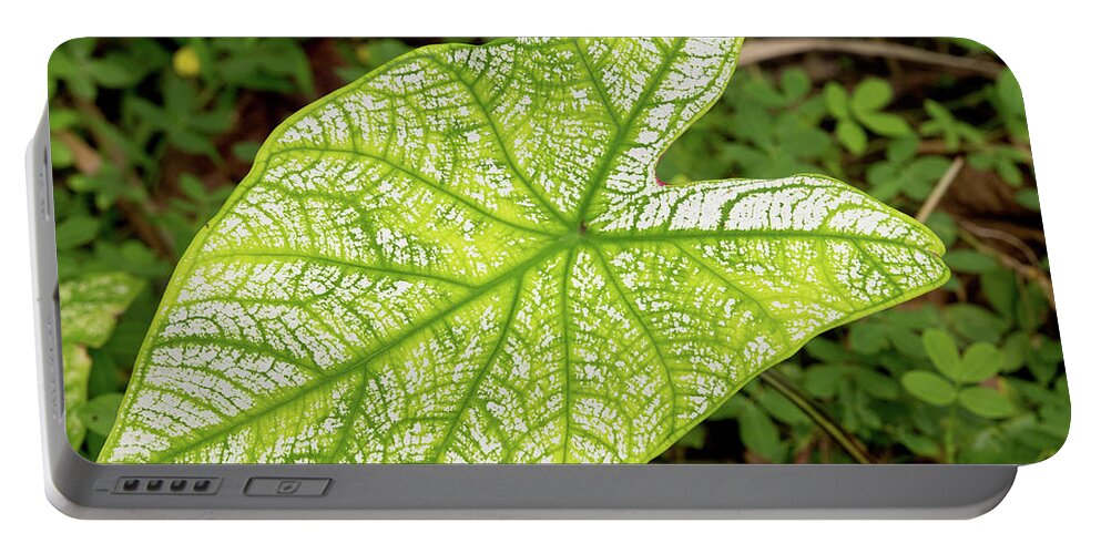 Dakak Philippines Portable Battery Charger featuring the photograph Large Caladium Leaf by David Desautel
