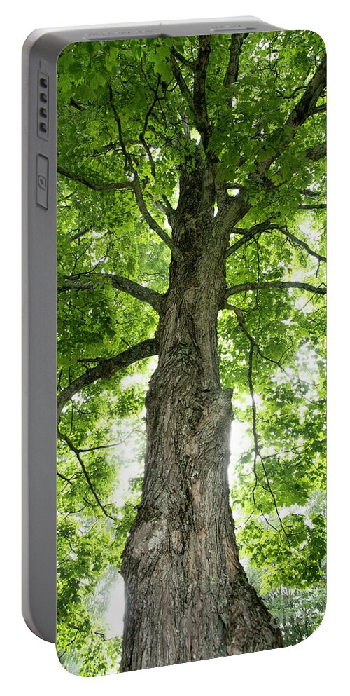 Large Portable Battery Charger featuring the photograph Large Maple Tree by Alana Ranney