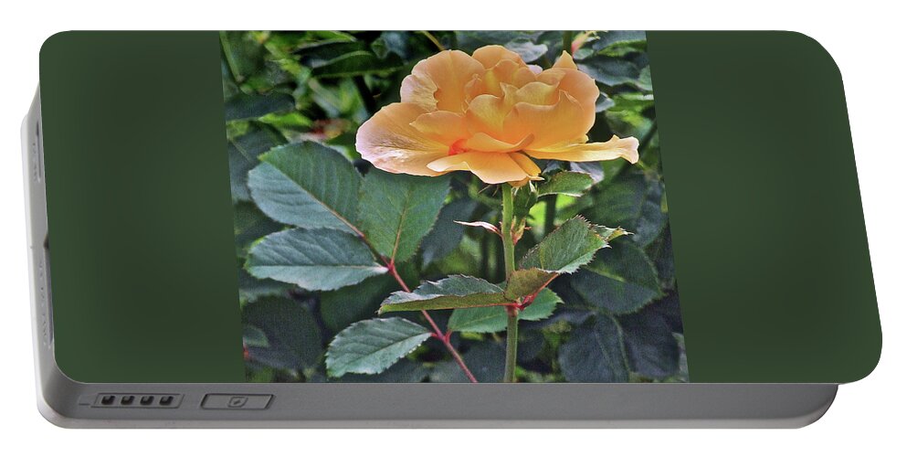 Rose Portable Battery Charger featuring the photograph Late Summer Yellow Rose by Janis Senungetuk