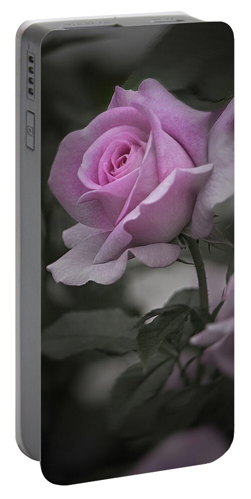 Rose Portable Battery Charger featuring the photograph Lavender Rosebud Desaturated by Teresa Wilson