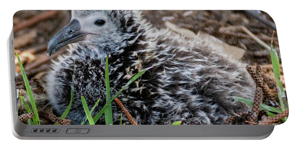 Kauai Portable Battery Charger featuring the photograph Laysan Albatross Chick IV. by Doug Davidson