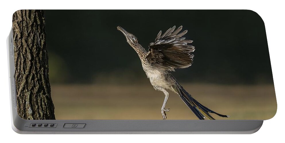 Greater Roadrunner Portable Battery Charger featuring the photograph Leaping to feed by Puttaswamy Ravishankar