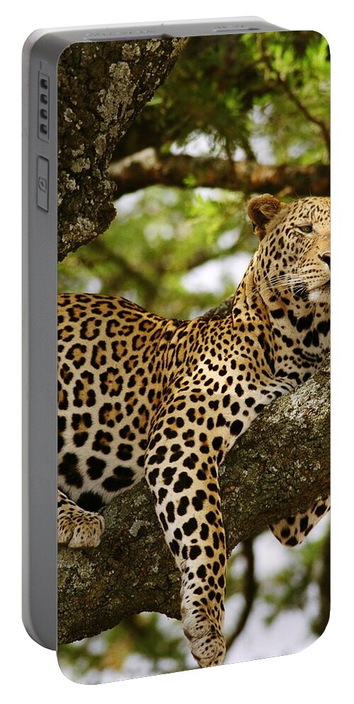 African Leopard Portable Battery Charger featuring the photograph Leopard in Tree, on Safari by Bonnie Colgan