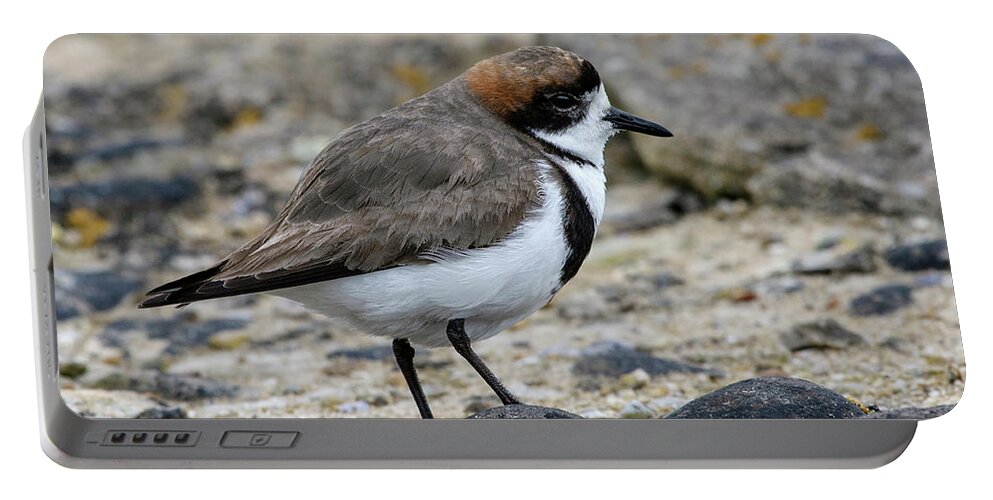 Two-banded Plover Portable Battery Charger featuring the photograph Let's Hear it for the Band by Tony Beck