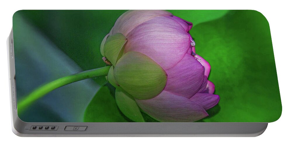Lotus Flower Portable Battery Charger featuring the photograph Lighting Lotus by Kevin Lane
