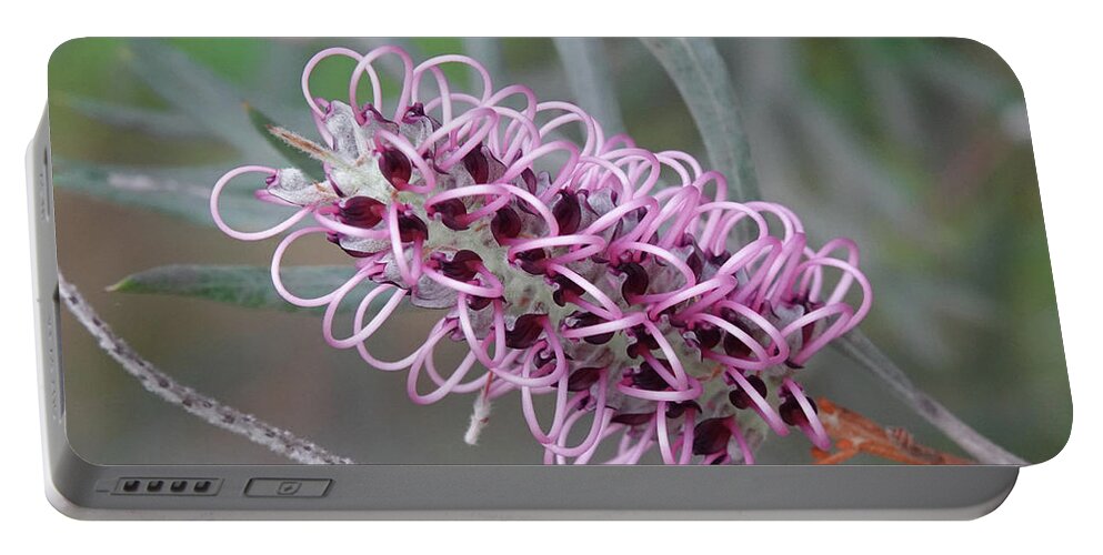 Grevillea Portable Battery Charger featuring the photograph Lilac Grevillea Flower by Maryse Jansen