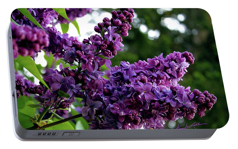 Lilac Portable Battery Charger featuring the photograph Lilac by Hanne Lore Koehler