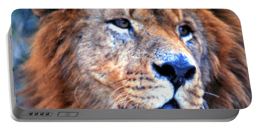 Africa Portable Battery Charger featuring the photograph Lion Looking Left by Russel Considine