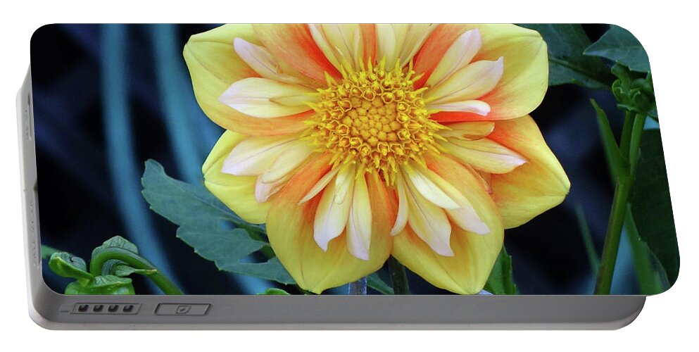 Asteraceae_collarette_dahlia Portable Battery Charger featuring the photograph Collarette Dahlia by Eliza McNally