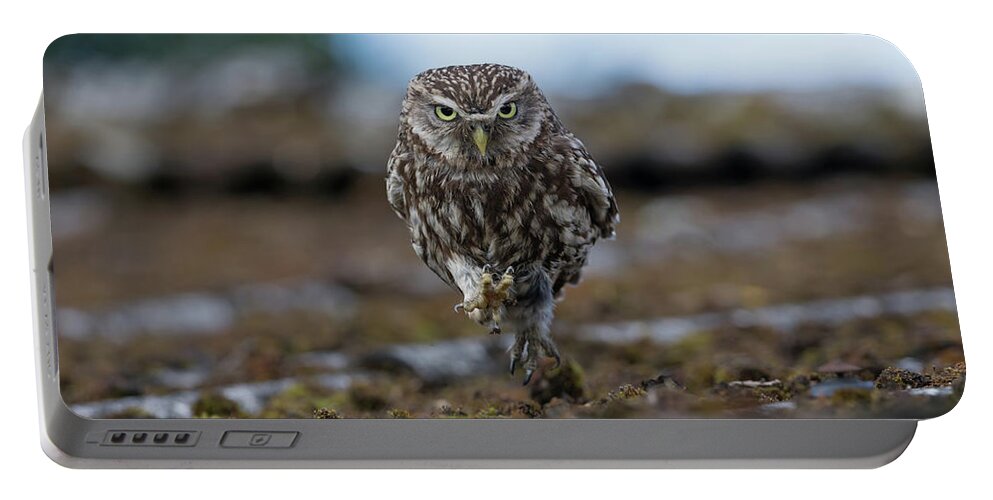 Little Portable Battery Charger featuring the photograph Little Owl On The Run by Pete Walkden