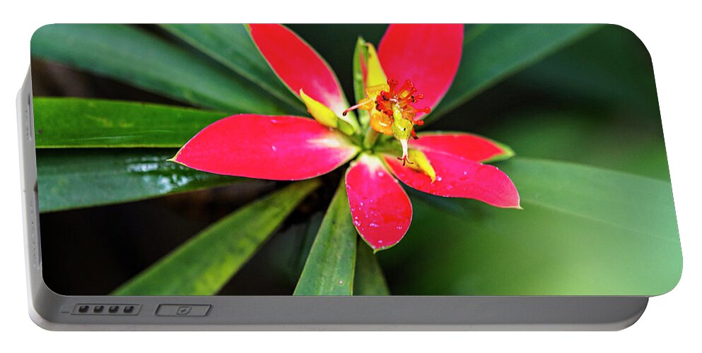 Flower Portable Battery Charger featuring the photograph Little Red Flower by Penny Lisowski