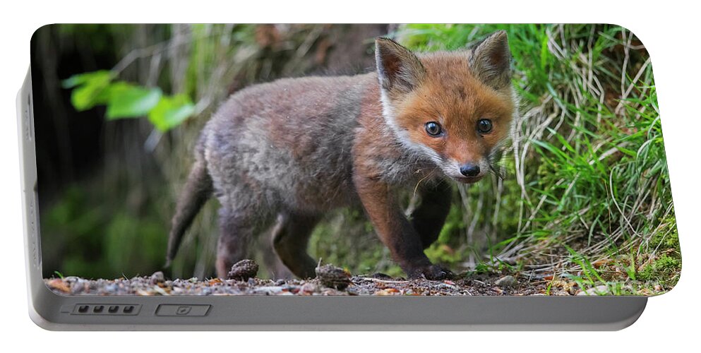 Cute Portable Battery Charger featuring the photograph Little Red Fox in Forest by Arterra Picture Library