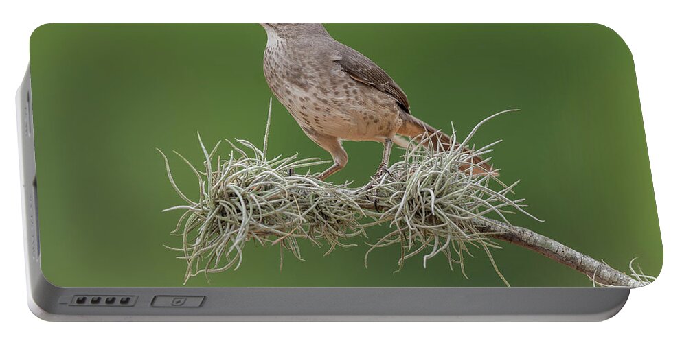 Long-billed Thrasher Portable Battery Charger featuring the photograph Portrait of a Long-billed thrasher by Puttaswamy Ravishankar