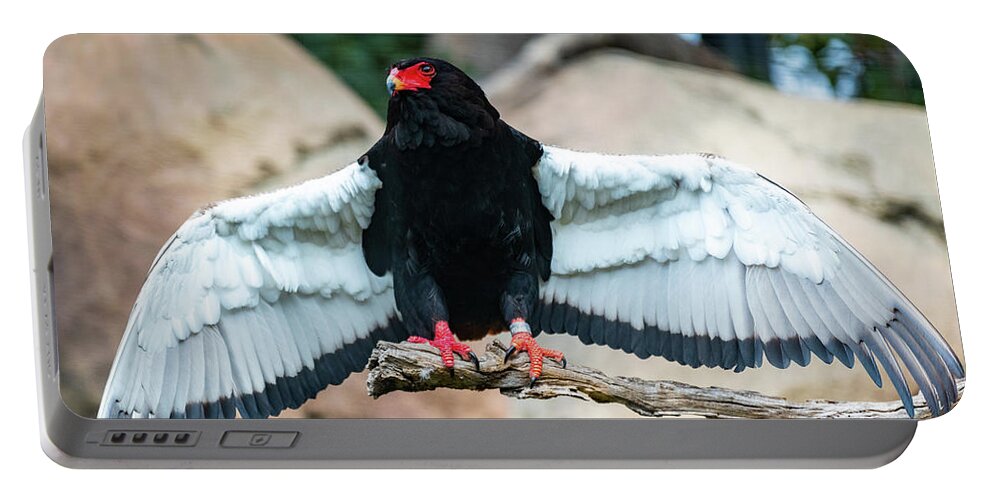 Bateleur Eagle Portable Battery Charger featuring the photograph Look at My Wingspan by David Levin