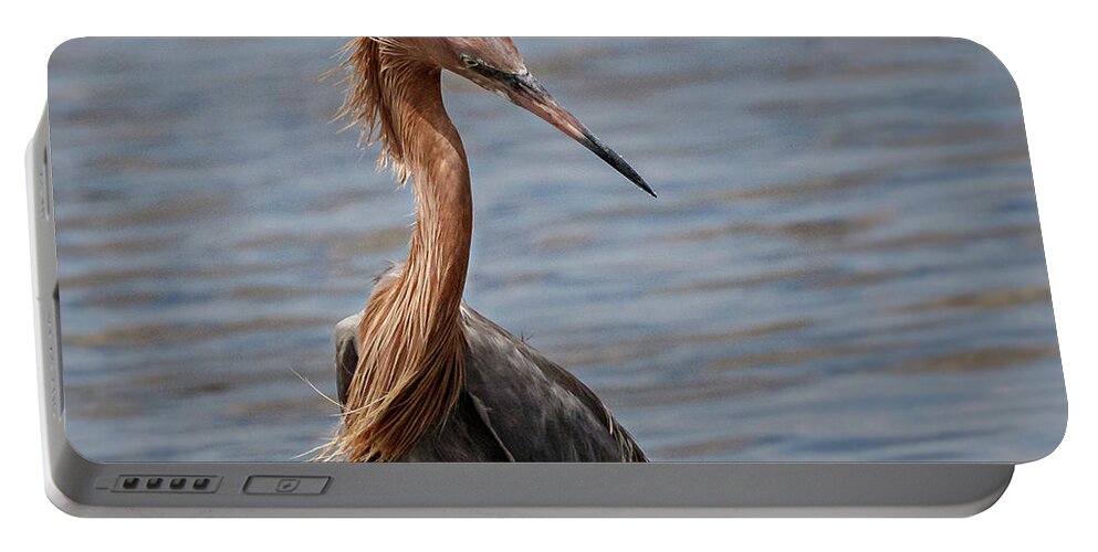 Reddish Egret Portable Battery Charger featuring the photograph Look Back by Les Greenwood