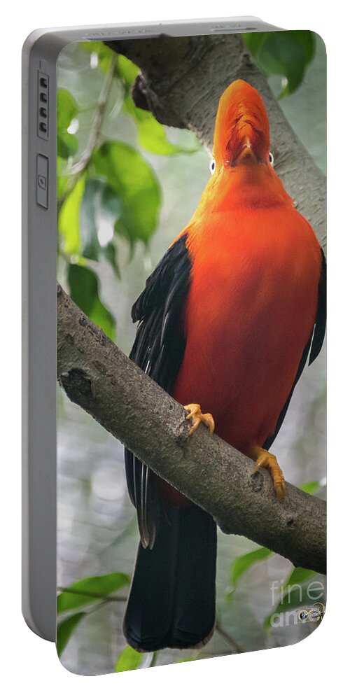 Andean Cock-in-the-rock Portable Battery Charger featuring the photograph Looking on Both Sides Simultaneously by David Levin