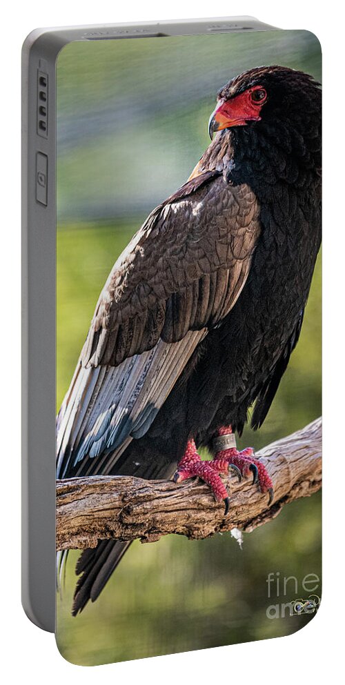 Bird Portable Battery Charger featuring the photograph Looking Over My Shoulder by David Levin